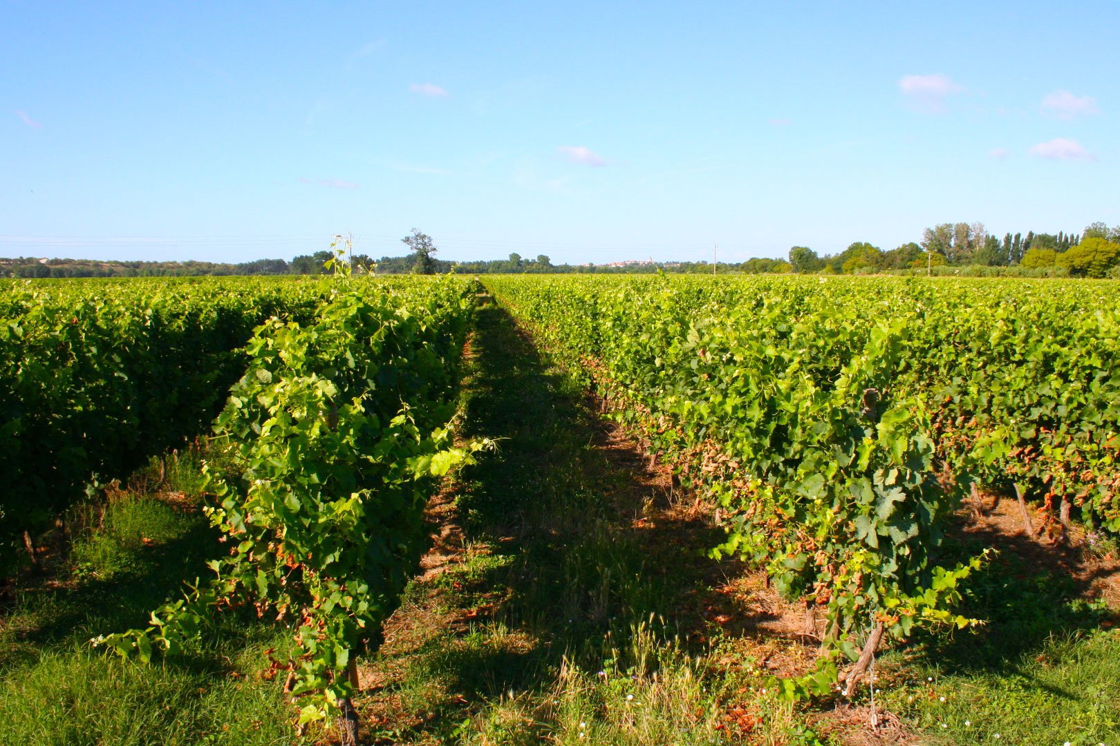 287465 188867371175796 4011164 O