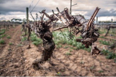 Domaine Mont-Auriol, Côtes de Thongue France