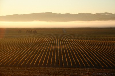 Snapper Rock Wines, Marlborough, NZ