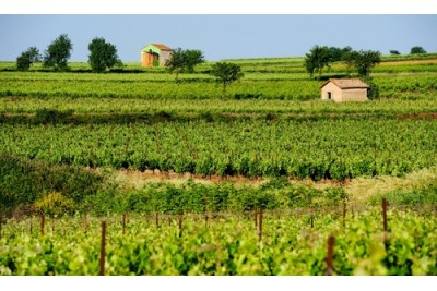 Domaine la Colombette, Pays d’Herault France